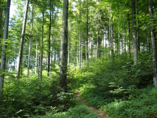 Unterhalb Hohe Möhr Unterhalb Hohe Möhr